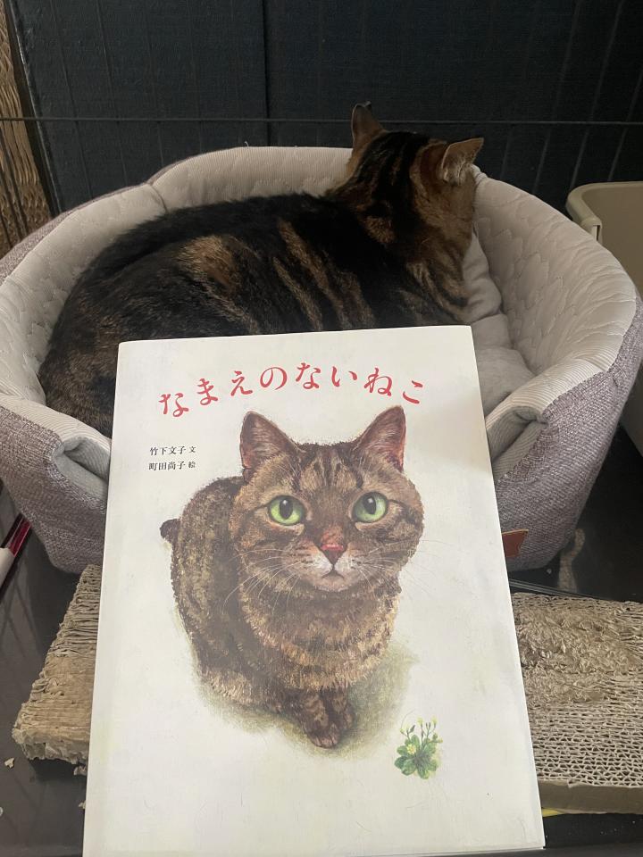 絵本「なまえのないねこ」メロンにそっくりなシギィちゃん - はりーままさんの猫日記