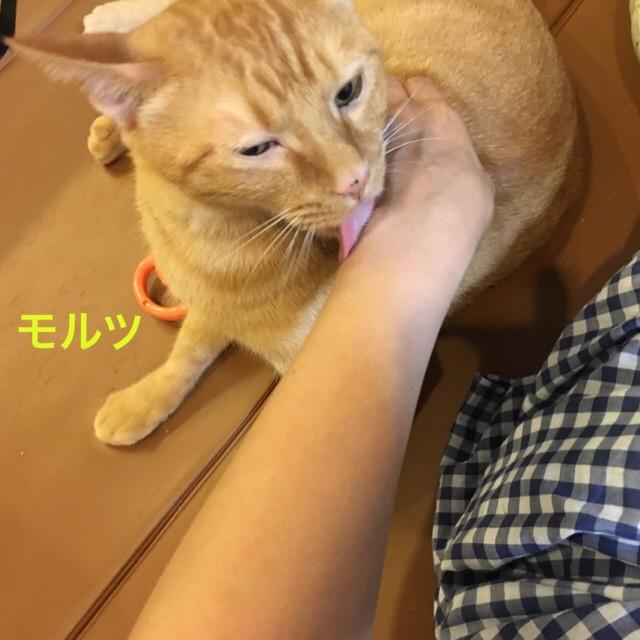 なぜ舐める？？ - たけだみなみさんの猫ブログ - ネコジルシ