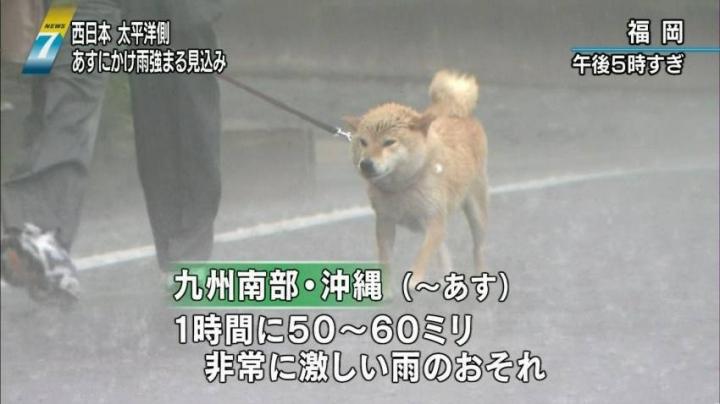 怒ってる柴犬u ｪ U 猫ｵﾔｼﾞ ｴ さんの猫ブログ ネコジルシ