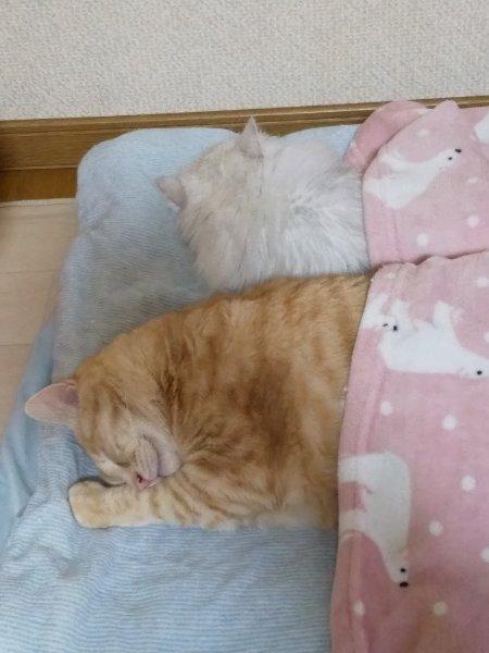 ドスドスと走る時期です ねこザイルさんの猫ブログ ネコジルシ