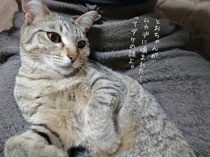 ムカデに噛まれる話 - kddgpxさんの猫ブログ - ネコジルシ