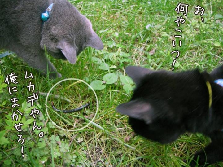 今年はムカデが多い・・・ - kddgpxさんの猫ブログ - ネコジルシ