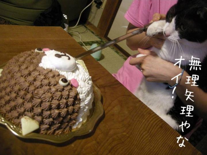 猫の誕生日にはケーキを買って・・・ - kddgpxさんの猫ブログ - ネコジルシ