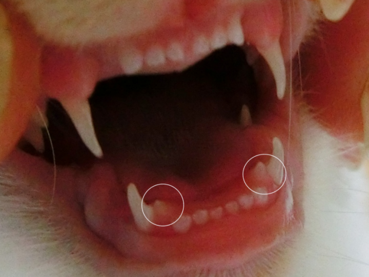 ミクの乳歯と永久歯 - ココの母さんの猫ブログ - ネコジルシ