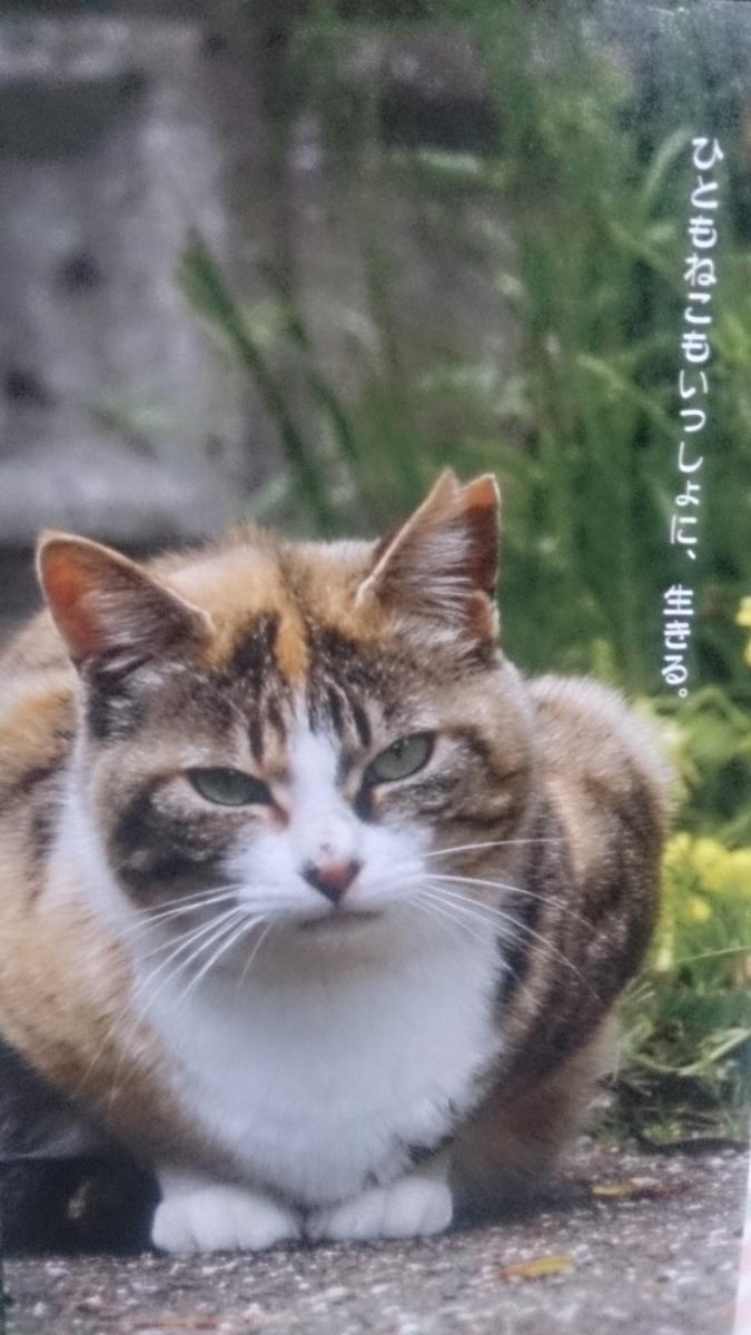 ハラハラしました初めてのtnr 大阪より 梅干おばちゃんさんの猫ブログ ネコジルシ