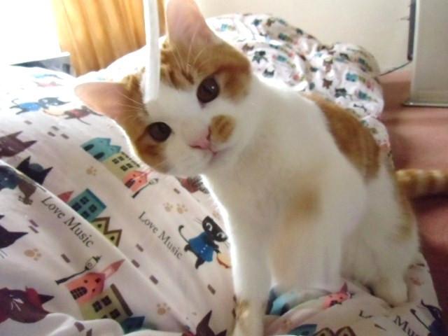 渡る世間は鬼ばかり But 笑う門には福来る みどり茶さんの猫ブログ ネコジルシ