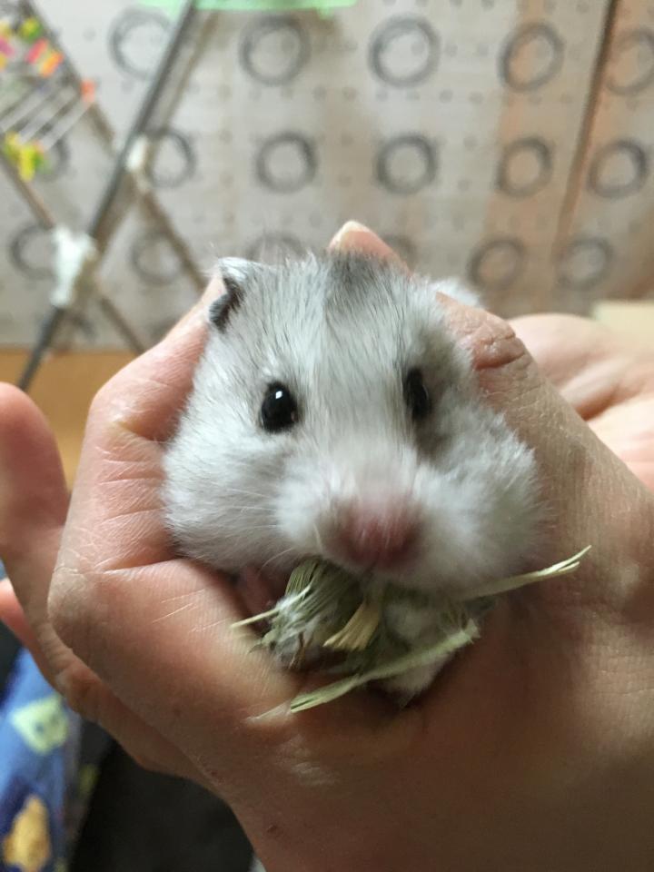 お別れ まめおさんの猫ブログ ネコジルシ