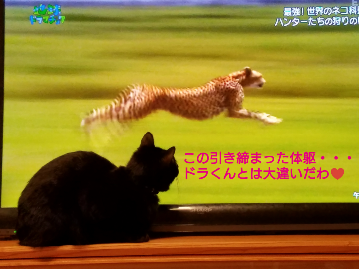 猫と骨折と初恋 カリタさんの猫ブログ ネコジルシ