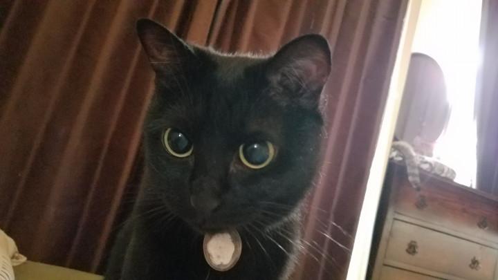 黒猫は1匹しかいません カリタさんの猫ブログ ネコジルシ