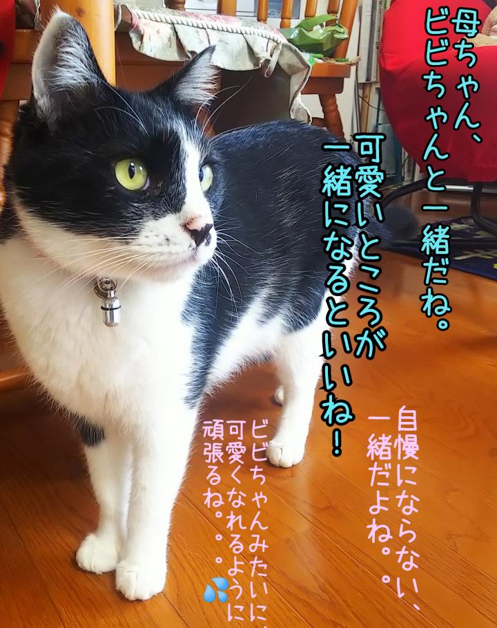 私は猫だっけ 猫又三郎さんの猫ブログ ネコジルシ