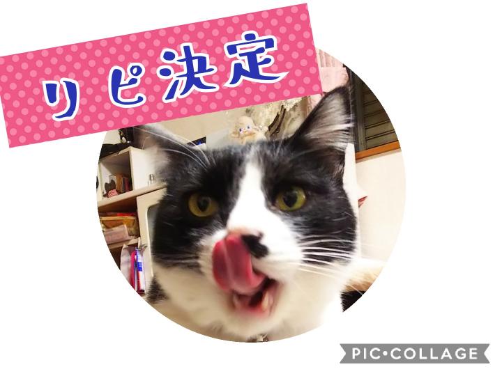 令子のカステラ買いました 猫又三郎さんの猫ブログ ネコジルシ