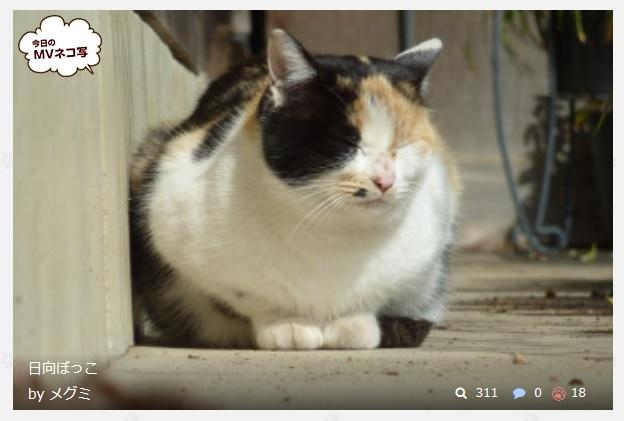 今日のmvネコ写 ありがとうございます メグミさんの猫ブログ ネコジルシ