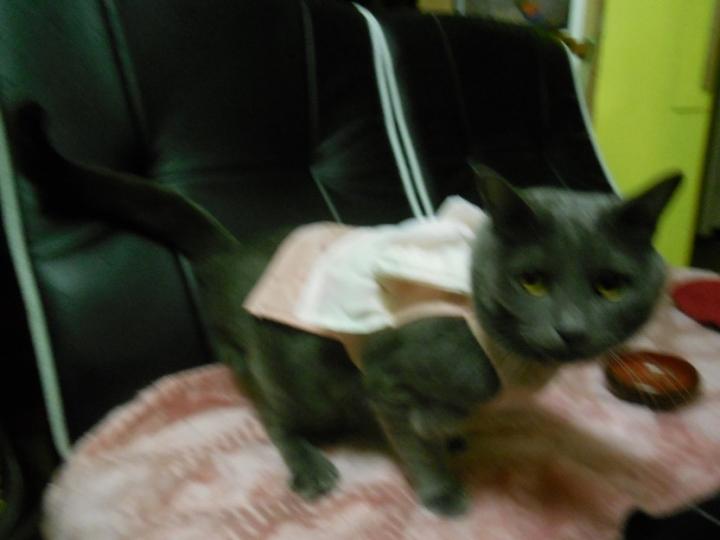 猫服 そして猫の着替え方 Kotehanaさんの猫ブログ ネコジルシ