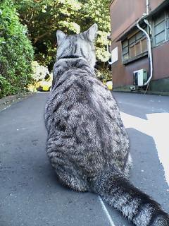 サバ猫後ろ姿 - 不動響一さんの猫ブログ - ネコジルシ