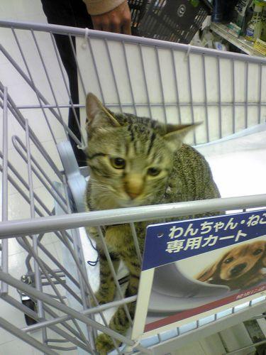 カートに乗ってお買い物だぁ ひよこ豆さんの猫ブログ ネコジルシ