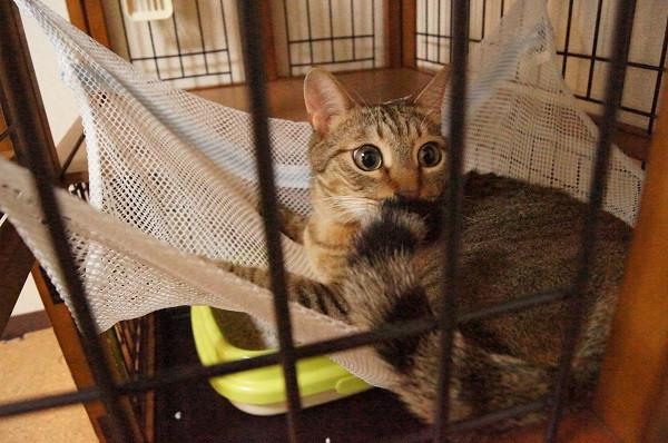 猫用ハンモック ちぃ さんの猫ブログ ネコジルシ