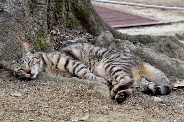 外猫写 姫路城編 フグールさんの猫ブログ ネコジルシ