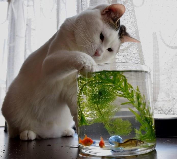 金魚とねこ フグールさんの猫ブログ ネコジルシ