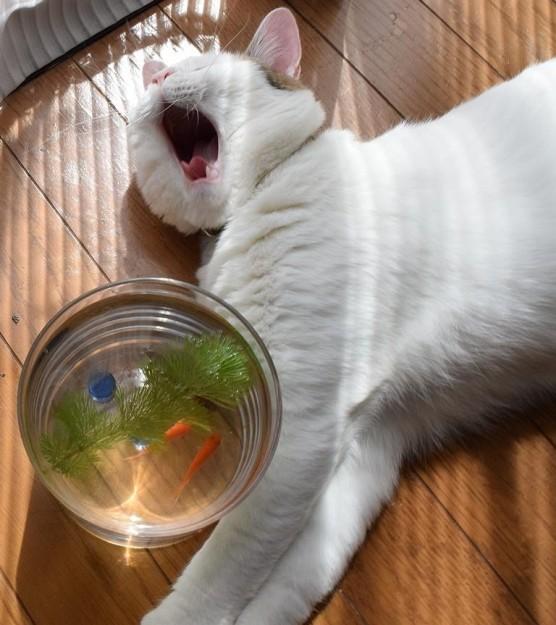 金魚とねこ フグールさんの猫ブログ ネコジルシ