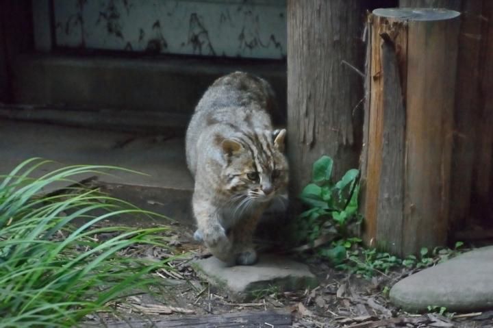 ツシマヤマネコだよん フグールさんの猫ブログ ネコジルシ