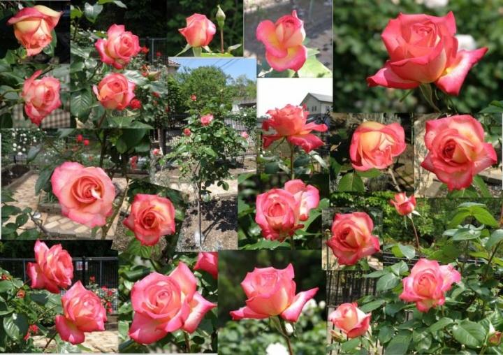 ガーデン水晶赤系色とカレンシルバー 薔薇の花 見易かっ