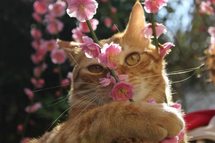 梅と猫 あず猫さんの猫ブログ ネコジルシ