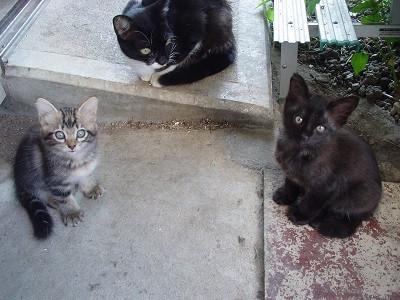 ムーちゃんの兄弟と母猫 とのもさんの猫ブログ ネコジルシ