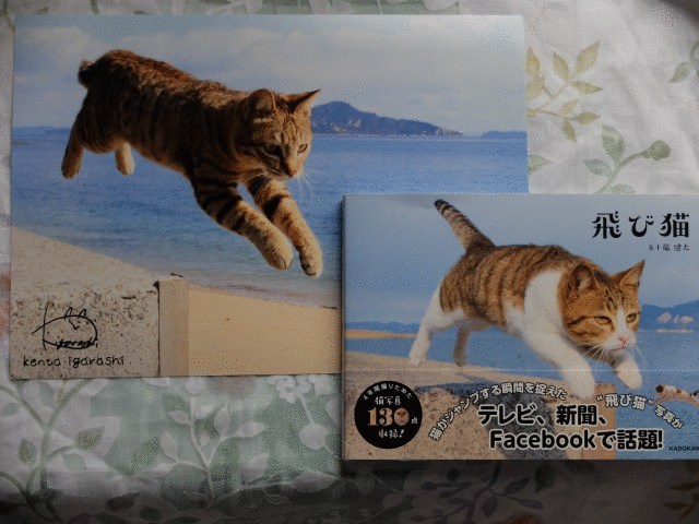 五十嵐健太 飛び猫 写真展レポート 白猫ゾッチャさんの猫ブログ ネコジルシ