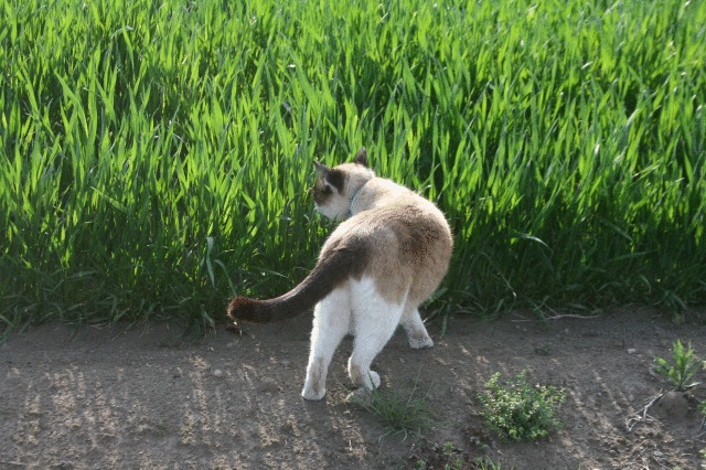 チーの散歩と白の秘密 白猫ゾッチャさんの猫ブログ ネコジルシ