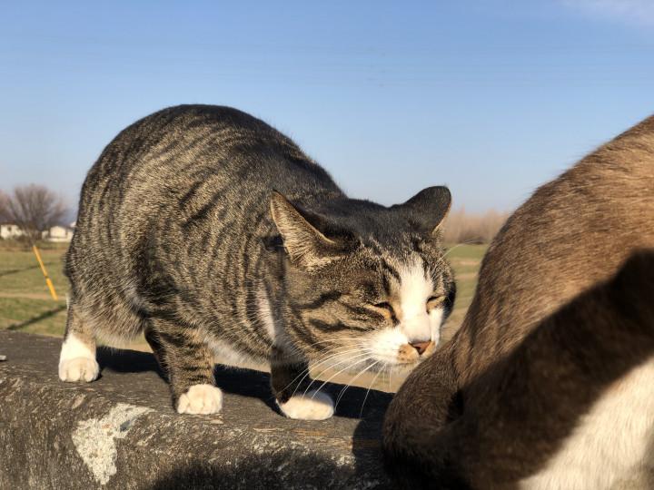 ５コマ劇場 セリフはご自由に 白猫ゾッチャさんの猫ブログ ネコジルシ