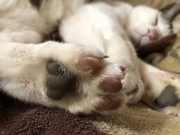 良い肉球の日 白猫ゾッチャさんの猫ブログ ネコジルシ