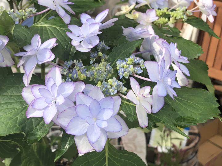 紫陽花ジルシ 白猫ゾッチャさんの猫ブログ ネコジルシ