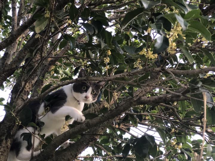 チーと銀木犀とチューリップジルシ 白猫ゾッチャさんの猫ブログ ネコジルシ