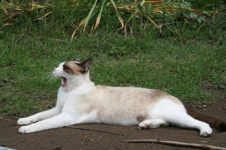 スノーシュー 白猫ゾッチャさんの猫ブログ ネコジルシ