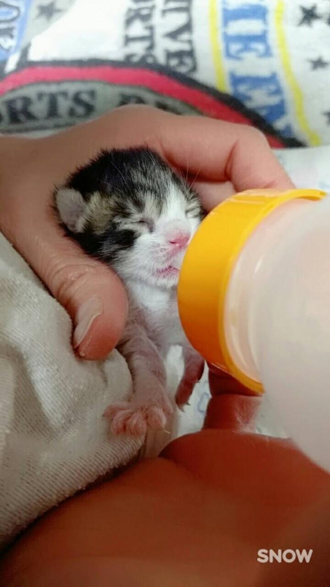 教えて下さい 生まれたて赤ちゃんの育て方 泣 ざきおかさんの猫ブログ ネコジルシ