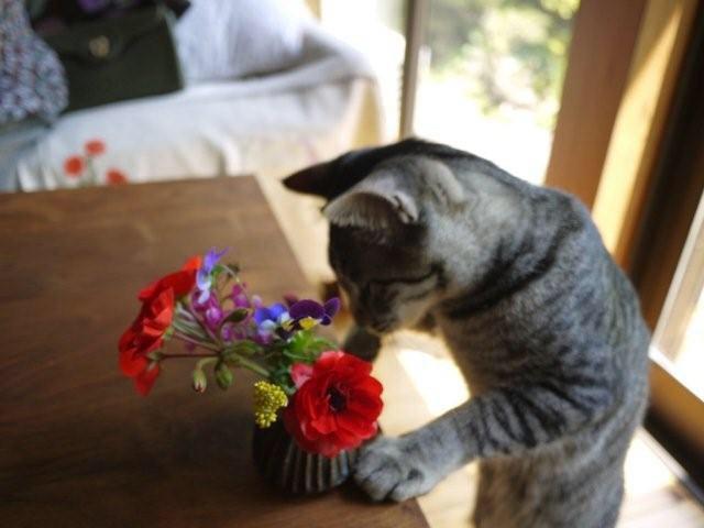 ペット コレクション 花 食べる