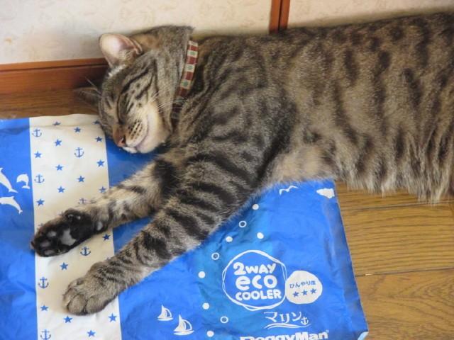 手は洗うものかしら みしゃさんの猫ブログ ネコジルシ