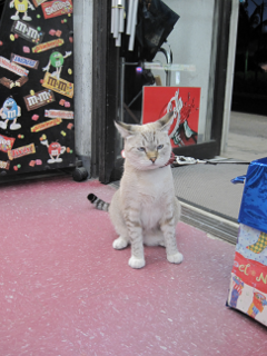 グアムでもネコ Ntさんの猫ブログ ネコジルシ