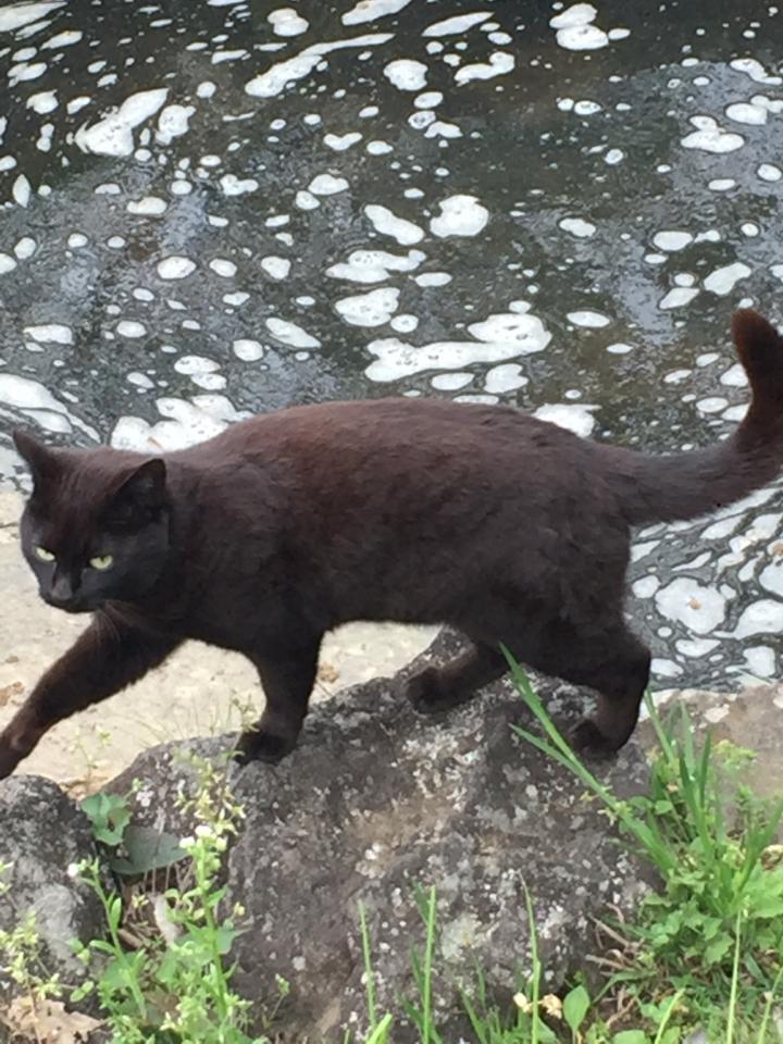 皆さんはどう思う チャチャのパパさんの猫ブログ ネコジルシ