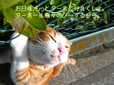 猫ちゃんの笑顔 Isakaさんの猫ブログ ネコジルシ