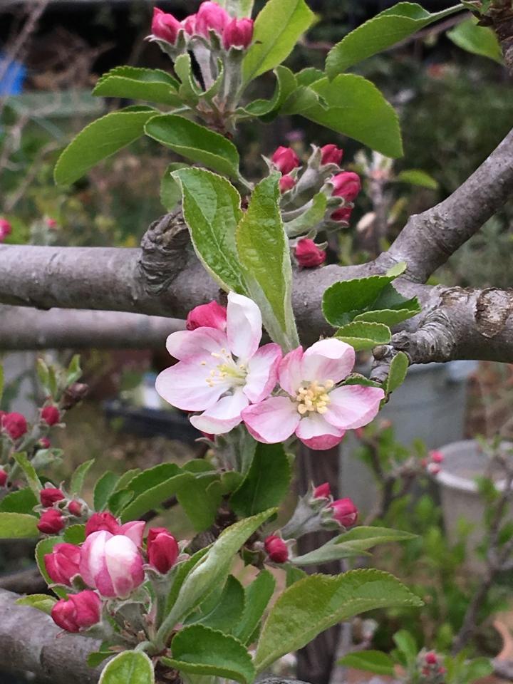 リンゴの花が咲きました - bellmikkuさんの猫日記