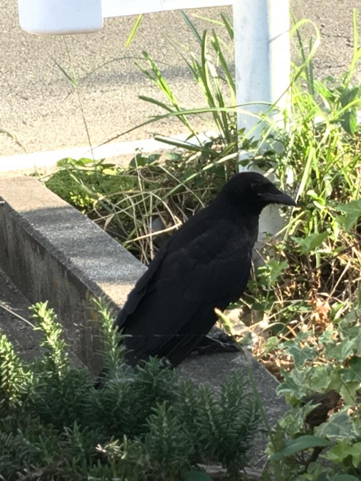 カラスの カァカ が庭に来た Bellmikkuさんの猫ブログ ネコジルシ