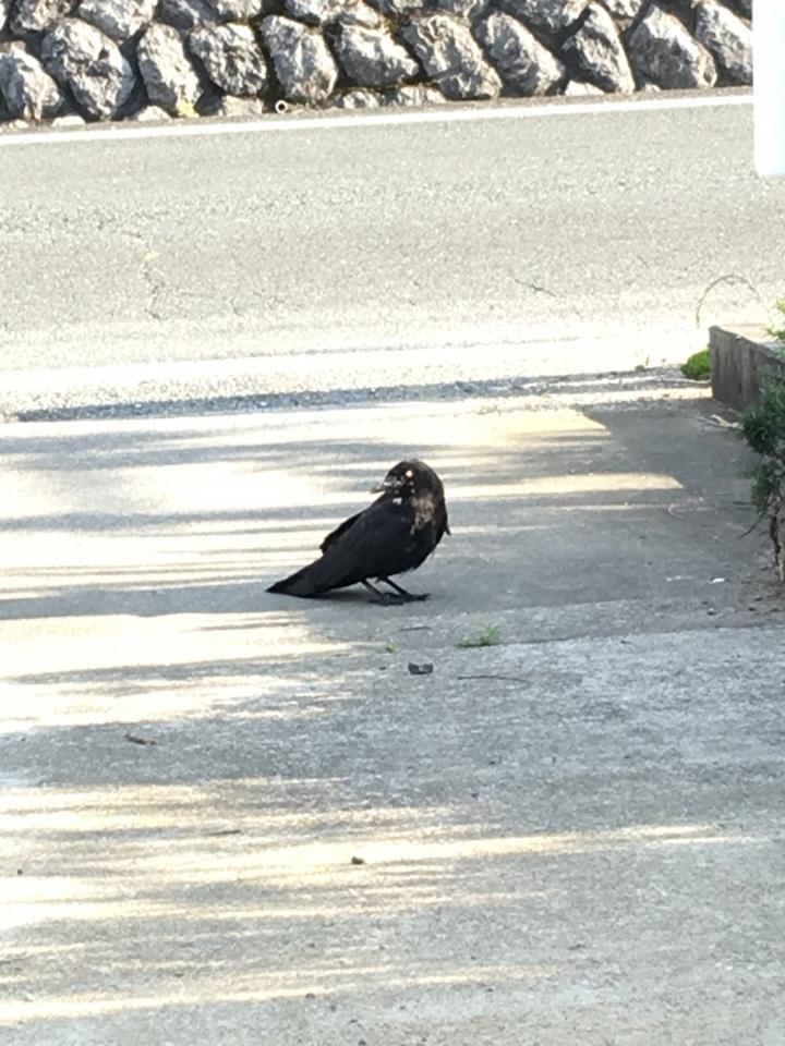 カラスの カァカ が庭に来た Bellmikkuさんの猫ブログ ネコジルシ