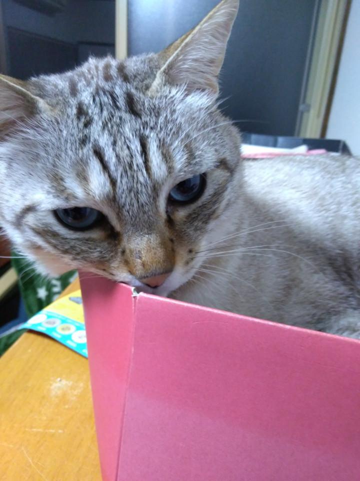 シャムmixと思ってたらタイ猫だった たぬぽんさんの猫ブログ ネコジルシ