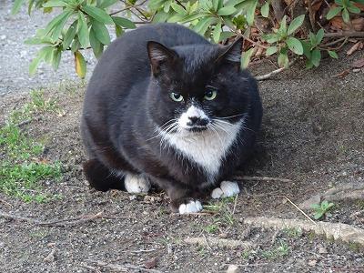 新たな猫ぽんたくん ぽかぽかさんの猫ブログ ネコジルシ