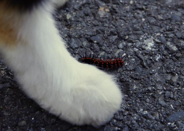 けむし へっぽこさんの猫ブログ ネコジルシ