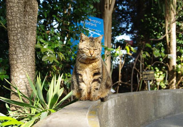 モノレール へっぽこさんの猫ブログ ネコジルシ