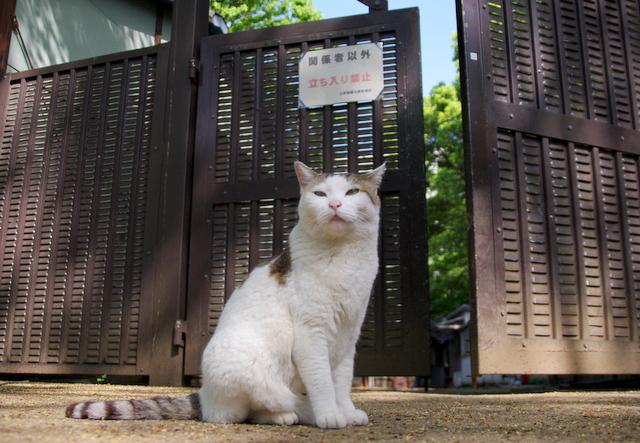 立ち入り禁止 - へっぽこさんの猫ブログ - ネコジルシ