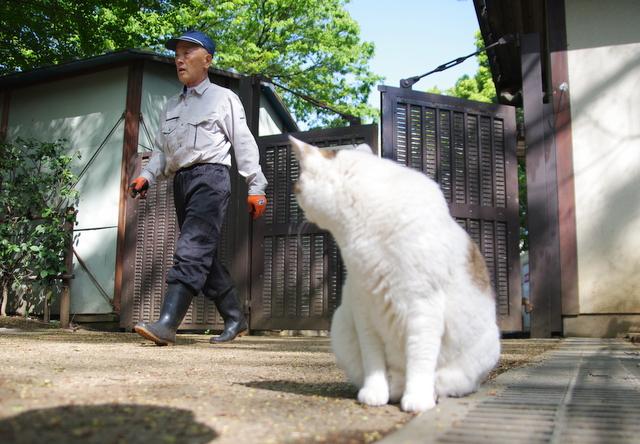 立ち入り禁止 - へっぽこさんの猫ブログ - ネコジルシ