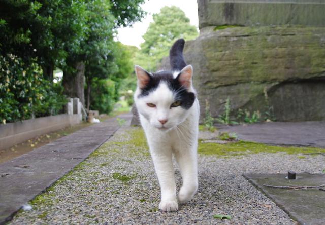 ゴミ袋 - へっぽこさんの猫ブログ - ネコジルシ